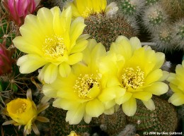 Lobivia aurea Form